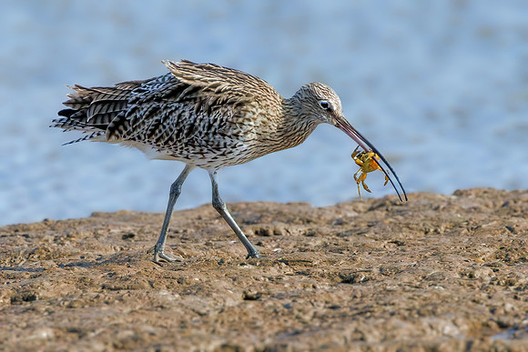 Eurasian Curlew - Numenius arquata, Norfolk, September 2022_006