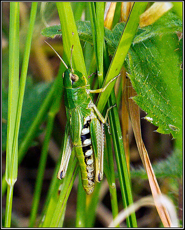 Meadow Grasshopper, Hanbury, 01 August 2011