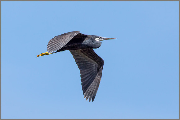 Western Reef Heron - Egretta gularis, Mallorca, May 2017