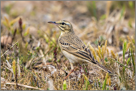 Tawny Pipit - Anthus campestris, Mallorca, May 2017