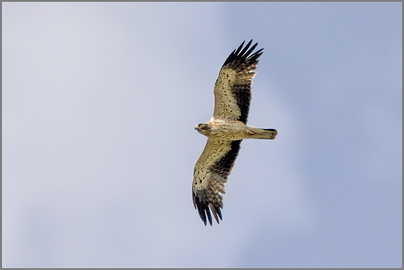 Booted Eagle - Aquila pennata, Mallorca, May 2017