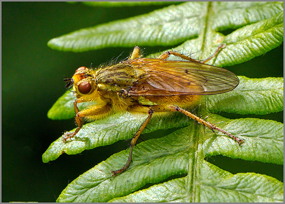 Yellow Dung Fly (Scathophaga stercoraria), Chaddesley Wood, July 2014