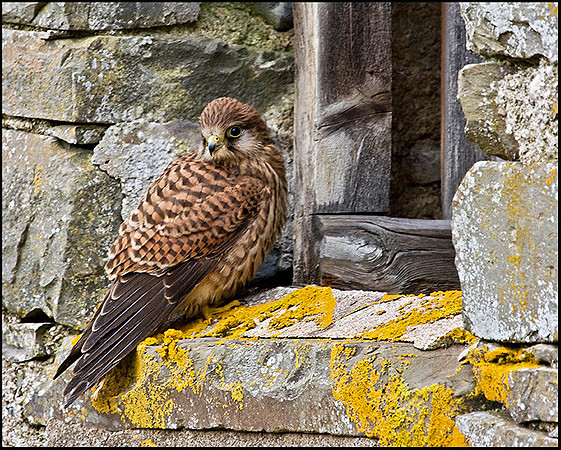 Kestrel, Mid-Wales Falconry Centre, February 2009