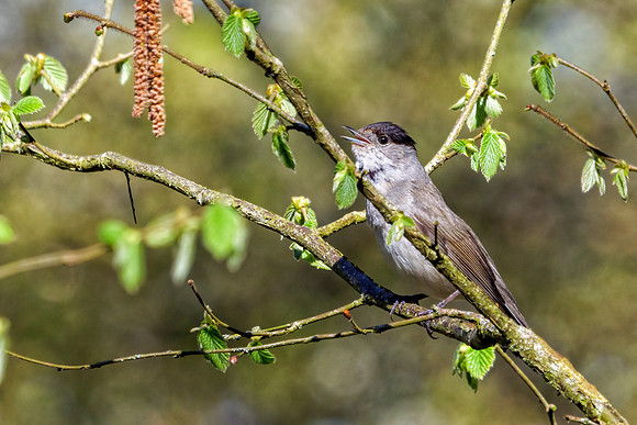 Blackcap - Sylvia atricapilla, Worcestershire, April 2021