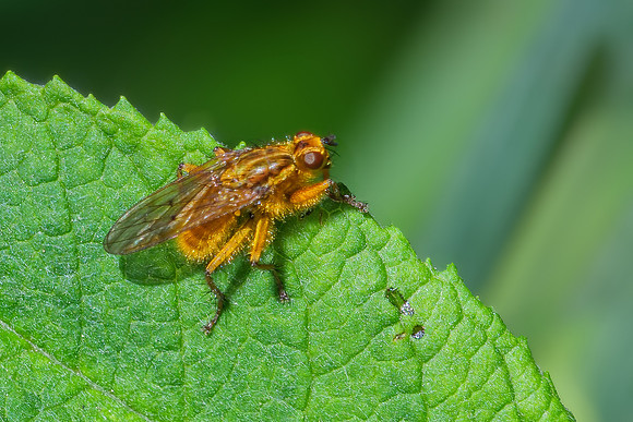 Yellow Dung Fly - Scathophaga stercoraria, Garden, April 2021