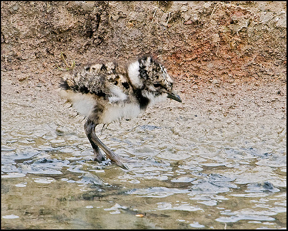 Lapwing Chick, Upton Warren Flashes, 27 May 2009