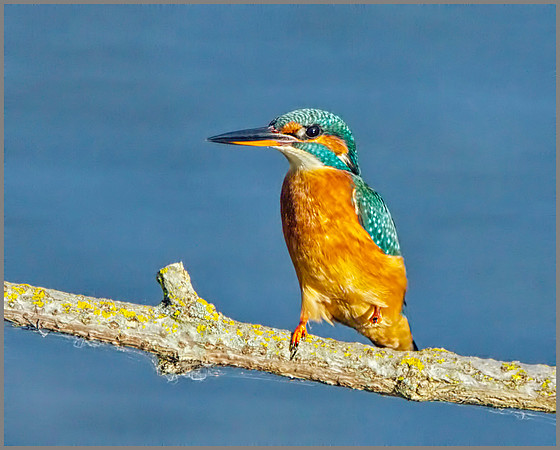 Female Kingfisher (Alcedo atthis), Upton Warren, October 2014