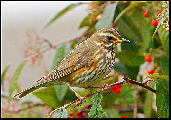 Redwing, Garden, 02 February 2012