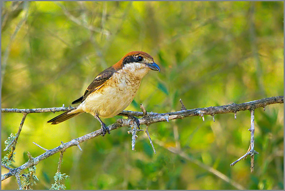 Balearic Woodchat Shrike - Lanius senator badius, Mallorca, May 2017