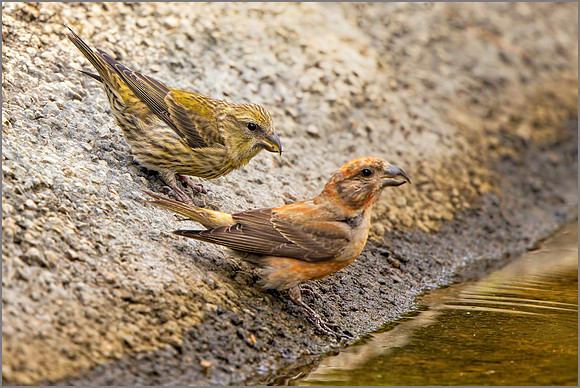 Common Crossbills - Loxia curvirodtra, Mallorca, May 2017