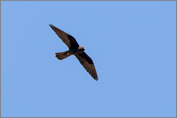 Eleonora's Falcon - Falco eleonorae, Mallorca, May 2017