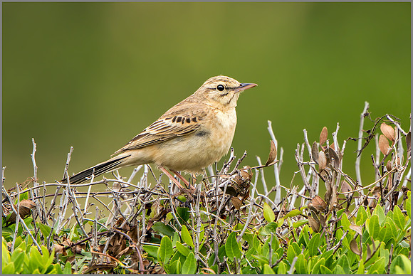 Tawny Pipit - Anthus campestris, Mallorca, May 2017