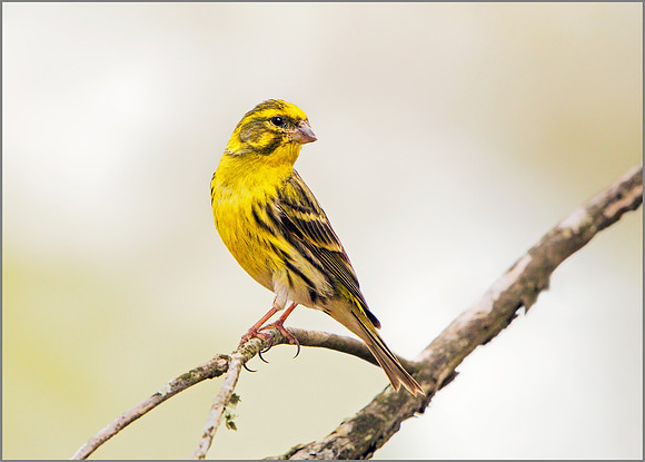 European Serin - Serinus serinus, Mallorca, May 2017