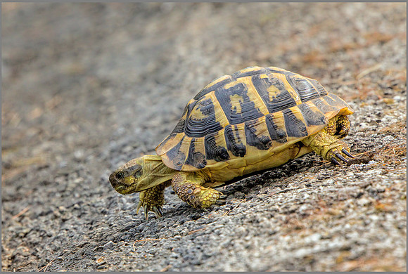 Western Hermann's Tortoise - Testudo hermanni hermann, Mallorca, May 2017