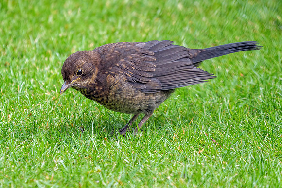 Common Blackbird - Turdus merula, Garden, April 2021