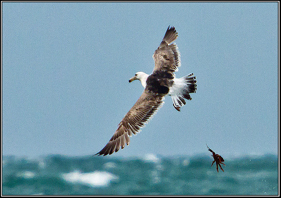 Great Black-backed Gull, Anglesey, 13 May 2011