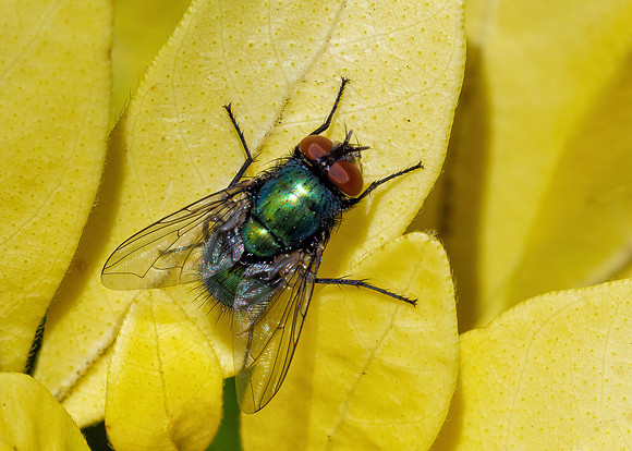 Sheep-strike Green Bottle - Lucilia caesar, Garden,  April 2021