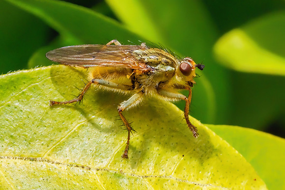 Yellow Dung Fly - Scathophaga stercoraria, Garden, May 2021