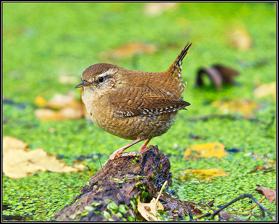 Wren, Warwickshire, 30 November 2011