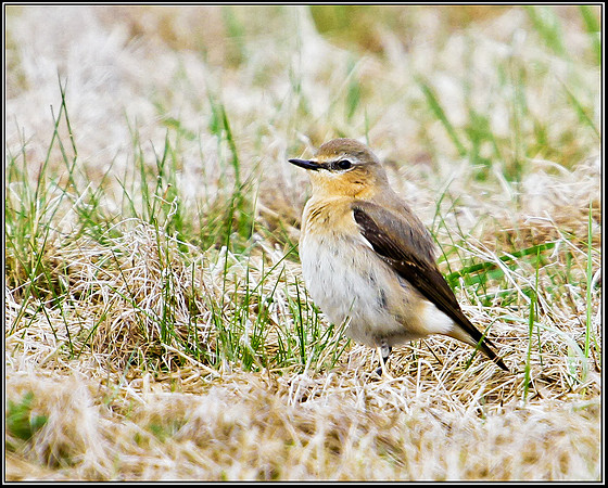 Wheatear, Upton Warren Flashes, 06 May 2010