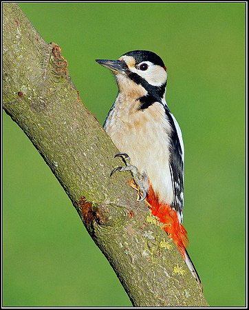 Great Spotted Woodpecker, Bromsgrove, 15 January 2012