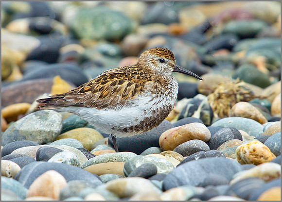 Dunlin, Anglesey, 09 May 2011