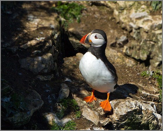 Puffin (Fratercula arctica), Bempton Cliffs, June 2014