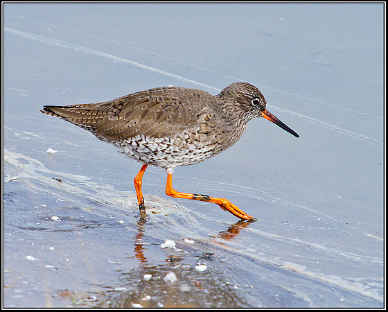Redshank, Upton Warren Flashes, 02 March 2012