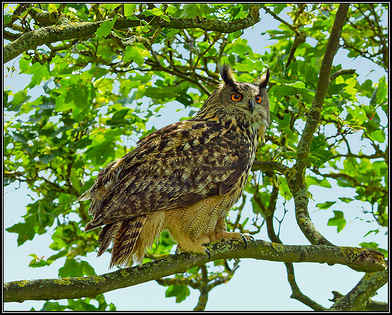 European Eagle Owl (Bubo bubo), Gloucestershire, 29 June 2012