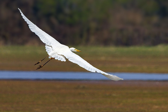 Great White Egret - Ardea alba, Slimbridge WWT, March 2022