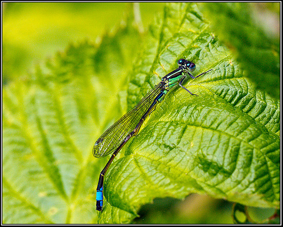 Blue-tailed Damselfly, Upton Warren Moors, 21 July 2011