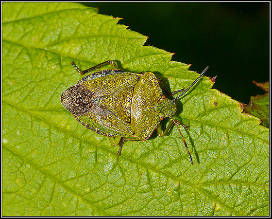 Green Shield Bug, Bromsgrove, 11 September 2011