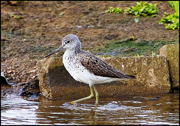 Greenshank, Upton Warren Moors, 04 April 2010