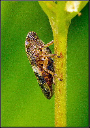 Froghopper, Bittell, 27 July 2011