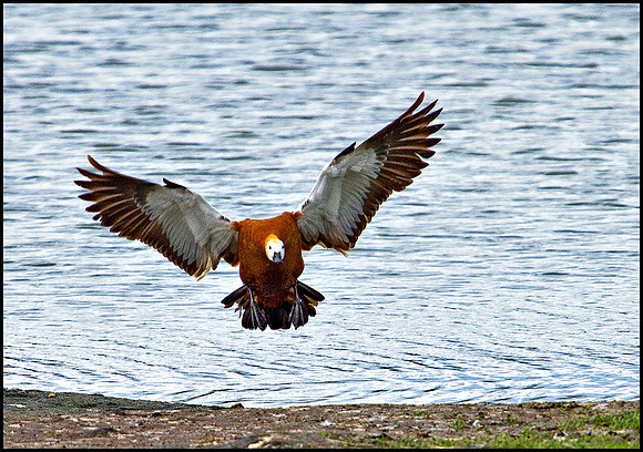 Ruddy Shelduck, Upton Warren Flashes, 30 April 2010