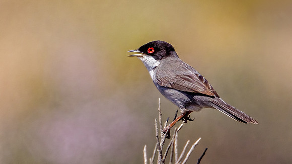 Sardinian Warbler - Sylvia melanocephala, Algarve, Portugal, May 2019