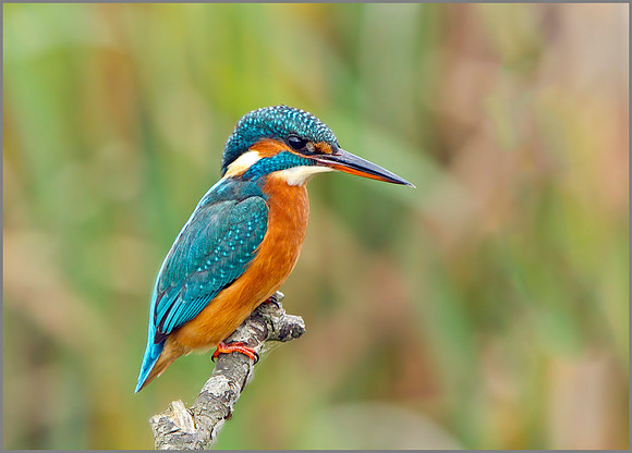 Female Kingfisher (Alcedo atthis), Upton Warren, October 2014