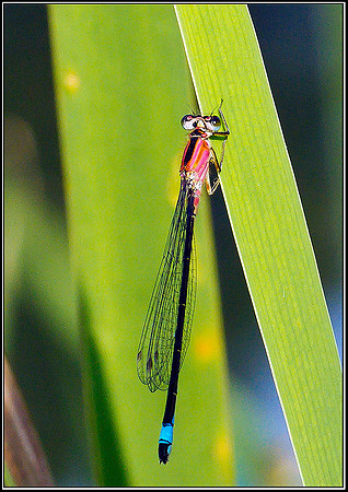 Blue-tailed Damselfly, Bittell,, 27 July 2011