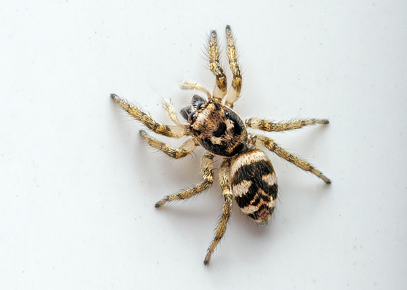 Zebra Spider - Salticus scenicus, Garden, June 2021