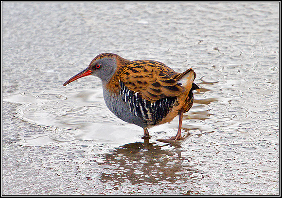 Water Rail, Upton Warren Moors, 01 February 2010