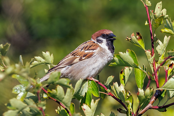 Tree Sparrow - Passer montanus, Yorkshire, June 2022