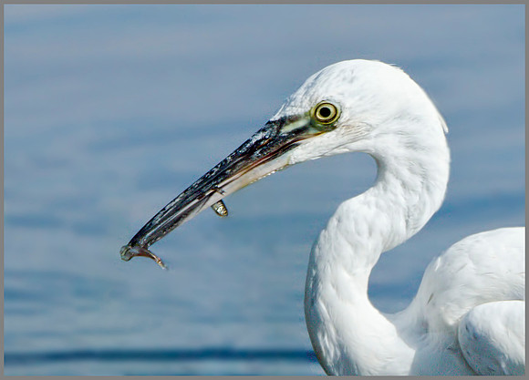 Little Egret (Egretta garzetta), Upton Warren, October 2014