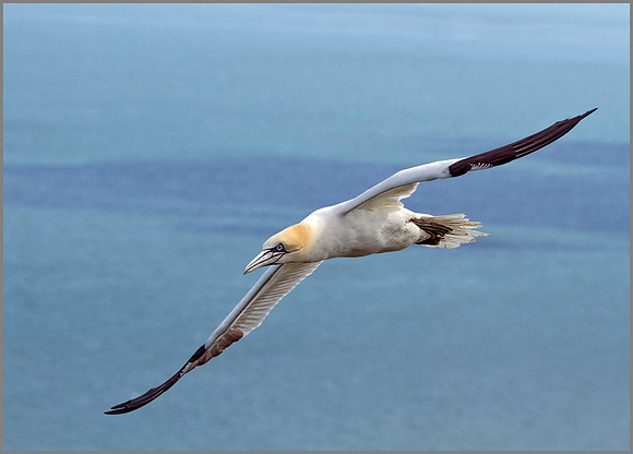 Gannet (Morus bassanus), Bempton Cliffs, June 2014