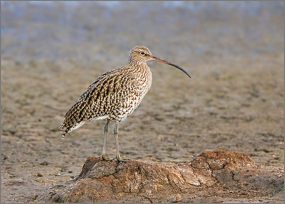 Eurasian Curlew (Numenius arquata), Upton Warren NR, October 2016