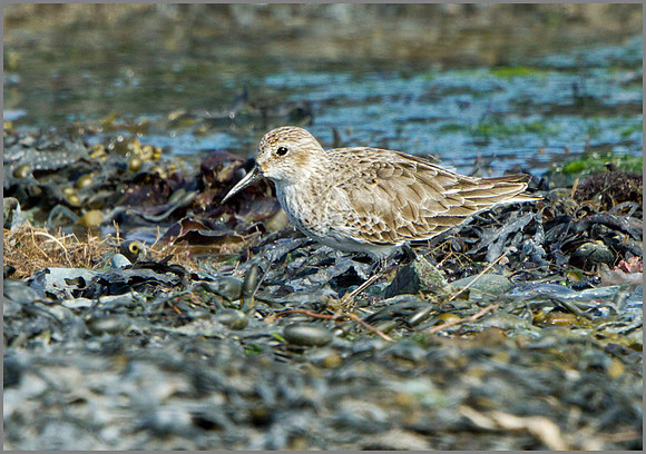 Dunlin (Calidris alpina), Anglesey, April 2014