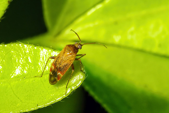 Mirid Bug - Genus 'Psallus', Garden, June 2021