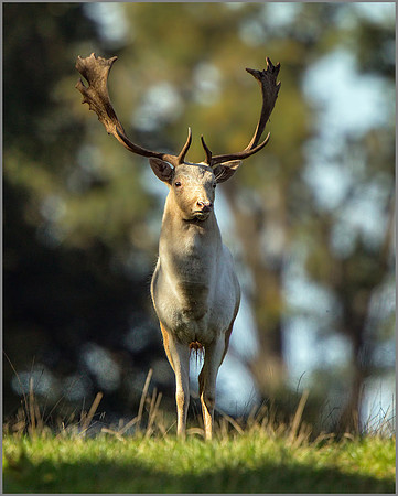 Fallow Deer Buck (Dama dama), Charlecote Park, October 2016