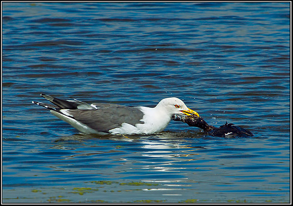Lesser Black-backed Gull, Marsh Lane NR, 11 July 2012