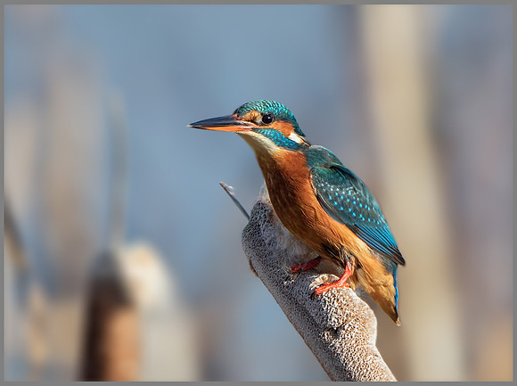 Female Kingfisher (Alcedo atthis), Upton Warren, December 2014