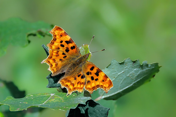 Comma - Polygonia c-album, Trench Wood, July 2022